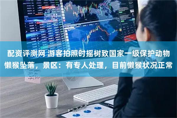 配资评测网 游客拍照时摇树致国家一级保护动物懒猴坠落，景区：有专人处理，目前懒猴状况正常